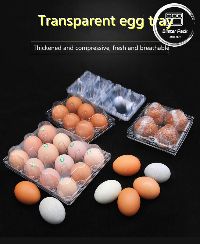 15 Zellgehängte, durchsichtige Plastik-Ei-Träger mit Muschelschalen