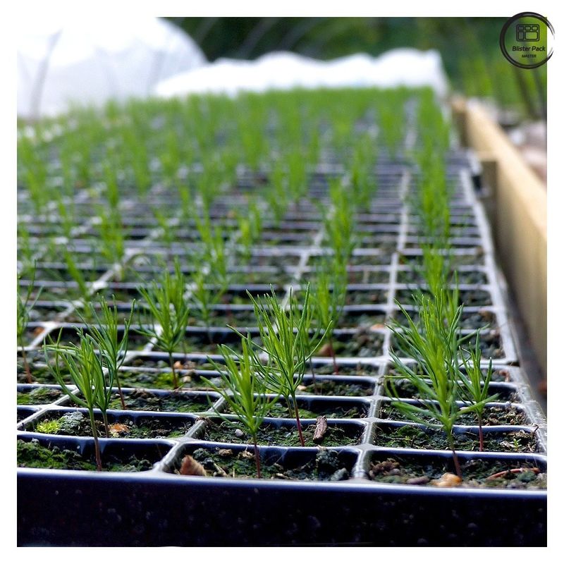 Dauerhafte Plug-Seed Trays für die Pflanzenvermehrung, 28/32/50/72/105/128/200/288 Zellpflanzerei-Samen Trays